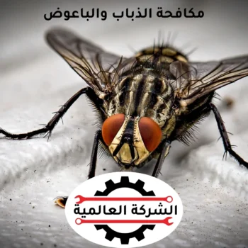 شركة مكافحة حشرات في عجمان | مكافحة الحشرات الطائرة والزاحفة بجميع أنواعها باحتراف