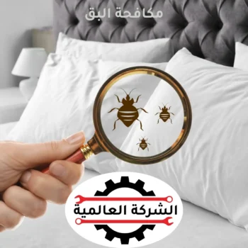 شركة مكافحة بق في عجمان