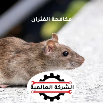 شركة مكافحة فئران في عجمان