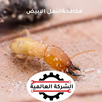 مكافحة النمل الأبيض (الرمة) في عجمان